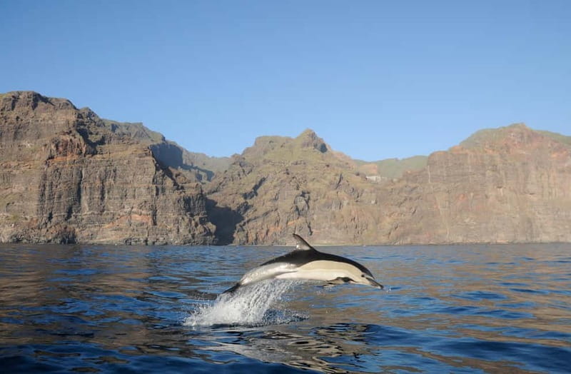 Los Gigantes: Dolphin & Whale Watching Tour on a Pirate Boat - Pirate-Boat Atmosphere Meets Real Wildlife Territory
