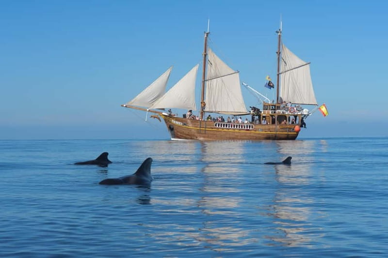 Los Gigantes: Dolphin & Whale Watching Tour on a Pirate Boat - How the Whale and Dolphin Search Really Works