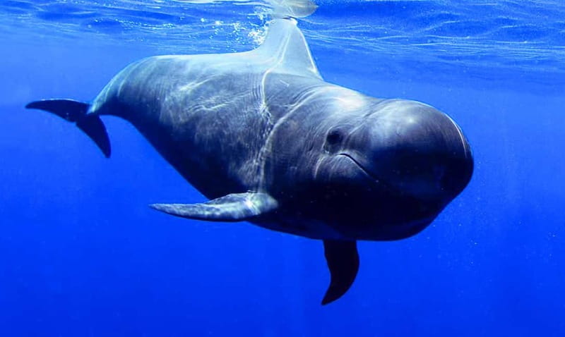 Los Gigantes: Dolphin & Whale Watching Tour on a Pirate Boat - Swim Stop in the Atlantic: Stairs, Trapeze, and That Moment of Gravity
