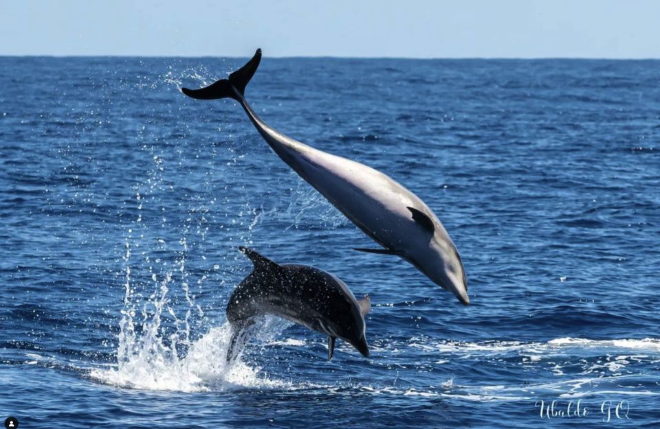 Los Gigantes: Dolphin & Whale Watching Tour on a Pirate Boat - Rules That Keep Wildlife Safe (and Your Day Smooth)