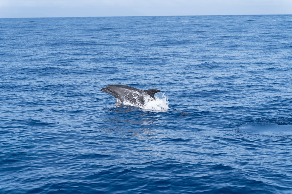 Los Gigantes: Sailing Excursion with Swimming, Drink & Tapas - Cruise along the red cliffs: what you’ll actually see
