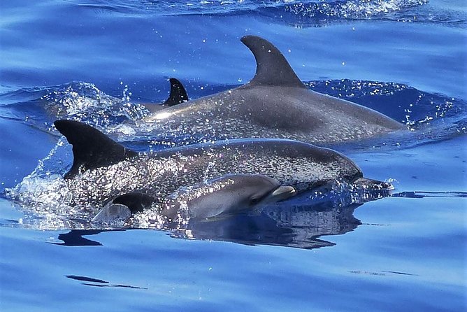 Los Gigantes Whale Watching Charter by Sail Boat - Key things I think you’ll care about