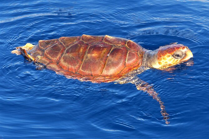 Los Gigantes Whale Watching Charter by Sail Boat - Entering Los Gigantes: what you’re really signing up for