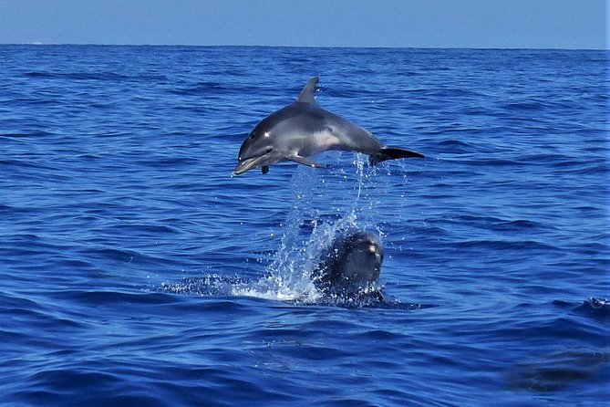 Los Gigantes Whale Watching Charter by Sail Boat - The swim-and-snorkel cove: when the trip turns into a water day