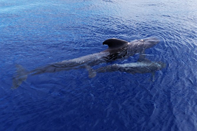 Los Gigantes Whale Watching Charter by Sail Boat - The Bavaria Cruiser experience: comfort you can feel