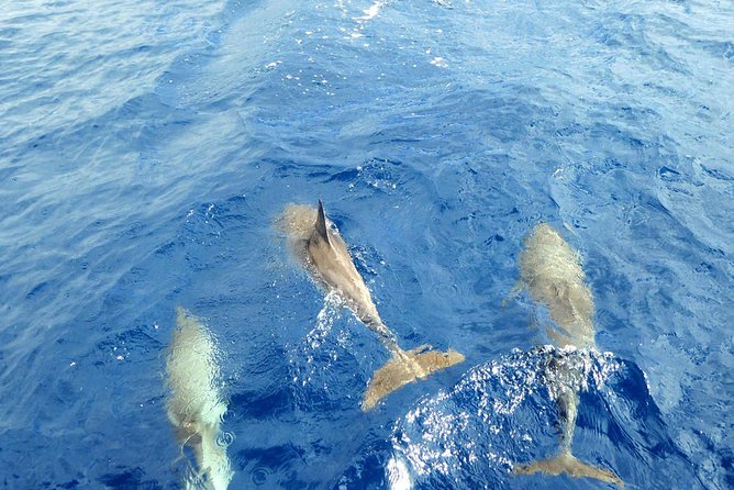Luxury Opera 60 Whale & Dolphin Watching Experience - Food and Drinks on Board: Snacks, Wine, Beer, and the Big Drink Push