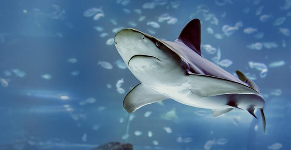 Madrid: Atlantis Aquarium Entry Ticket - Interactive Conservation Activities: Where the Ticket Becomes More Than a Show