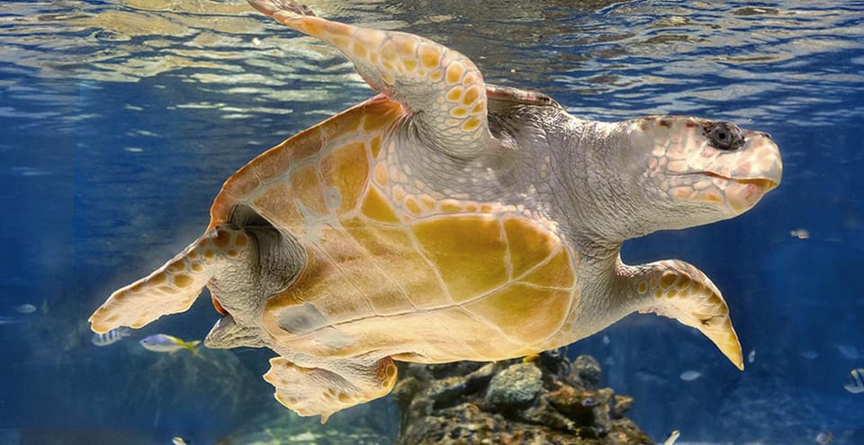 Madrid: Atlantis Aquarium Entry Ticket - Answer Questions, Earn the Badge: What to Watch For