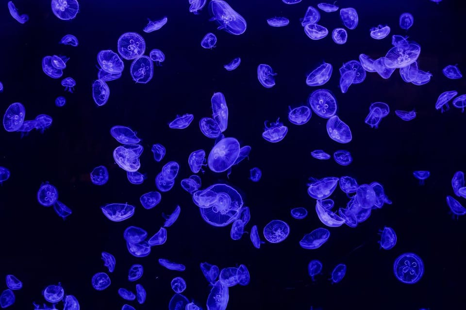Madrid: Atlantis Aquarium Entry Ticket - Price and Value: Is €14 Worth It for One Day?