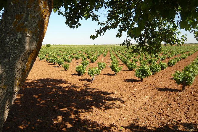 Madrid Countryside Wineries Guided Tour with Wine Tasting - Getting to the Claridge Meeting Point Without Stress