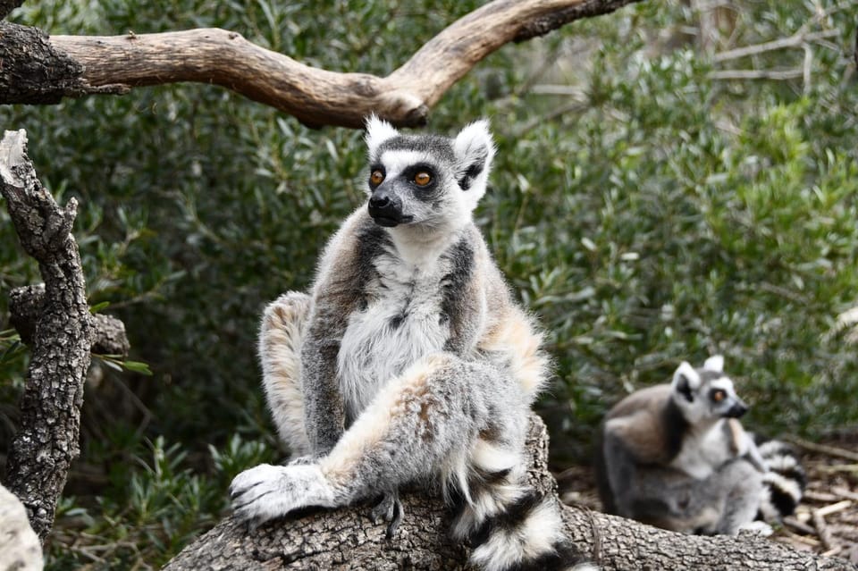 Madrid: Faunia Entry Ticket - Starting in The Jungle: tropical weather, rainforest birds, and big mammals