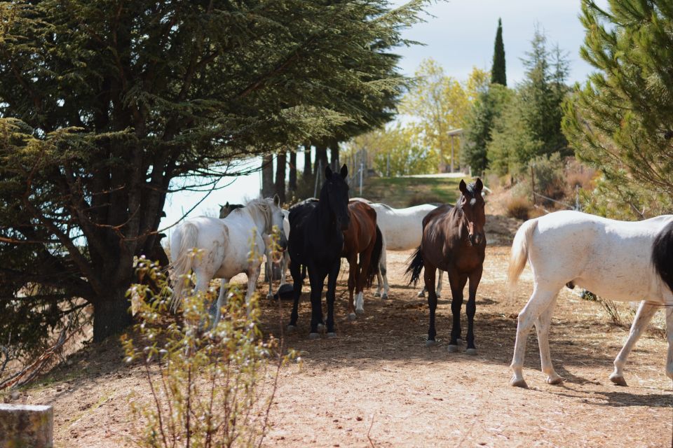 Madrid: Horse Riding in Sierra del Guadarrama National Park - What to Wear and Bring: The Stuff That Makes It Easier
