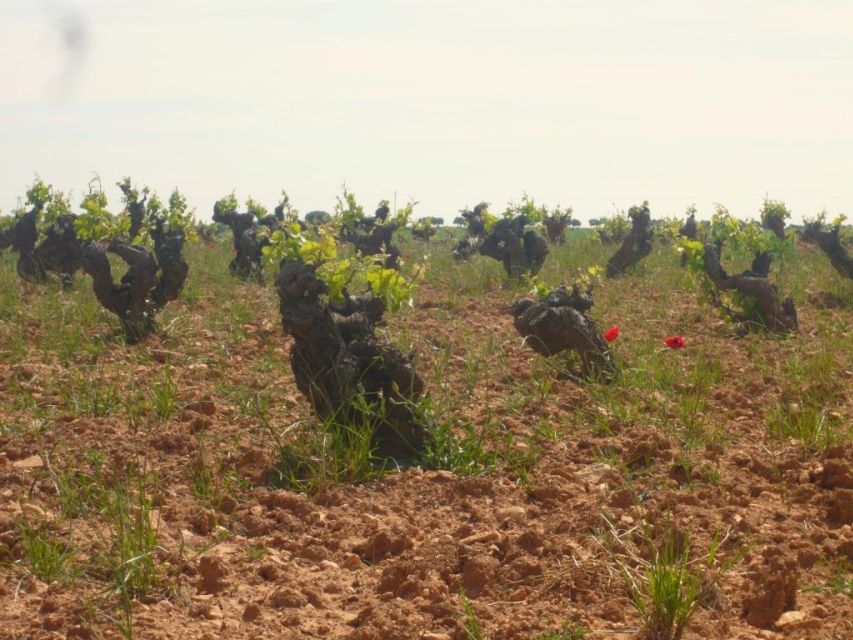 Madrid Region Wineries Guided Tour with Wine Tastings - Who should book this Madrid region wine tour