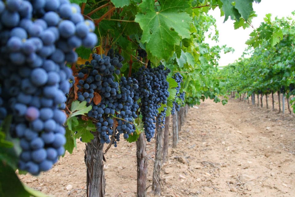 Madrid: Toledo Day Trip with Winery Visit and Wine Tasting - Plaza de Zocodover energy and the reality of free time
