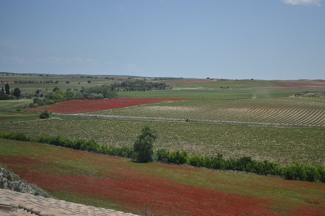 Madrid Wineries Private Tour with Hotel Pickup and Lunch - How the Tastings Work: 2–3 Wines Per Stop (and Why That’s Enough)