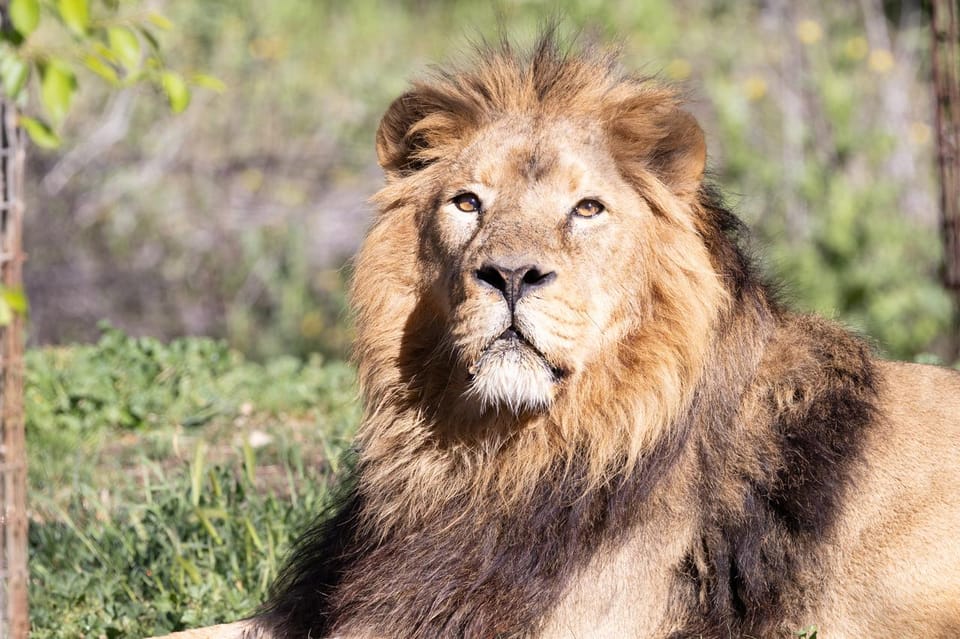 Madrid: Zoo Aquarium Madrid Ticket - The Park Setting: 20 Hectares in Casa de Campo