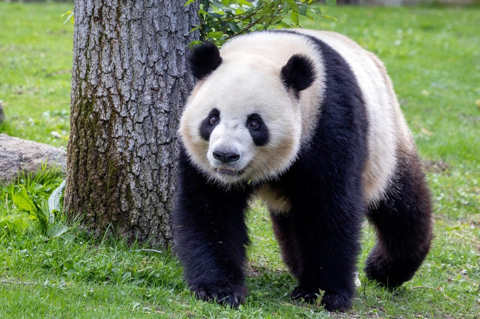 Madrid: Zoo Aquarium Madrid Ticket - Pandas, Lynxes, Koalas, Gorillas: Big Encounters Done Right