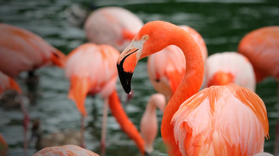Madrid: Zoo Aquarium Madrid Ticket - Exploring the Oceans: Aquarium Displays and Sea Shows
