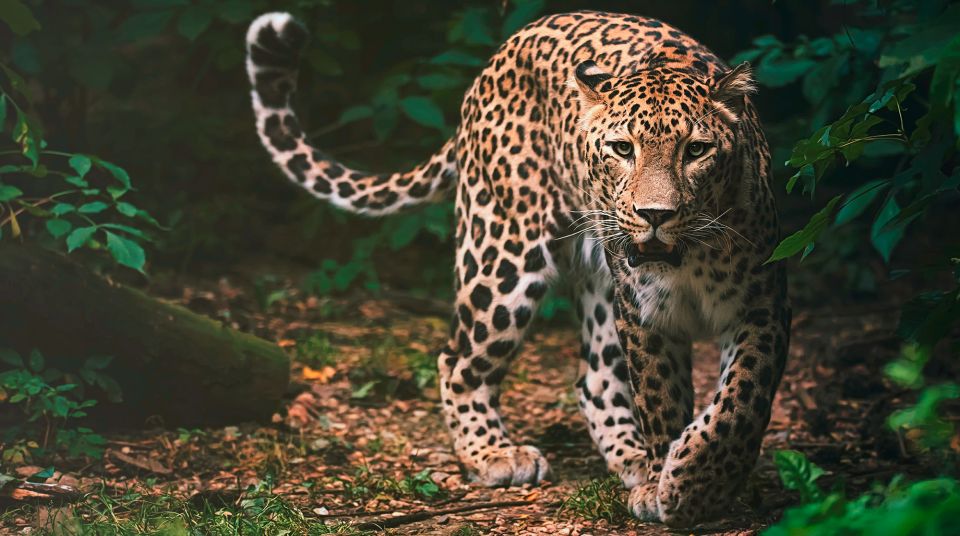 Madrid: Zoo Aquarium Madrid Ticket - How to Plan the Day: Walking, Shows, and a Smart Route