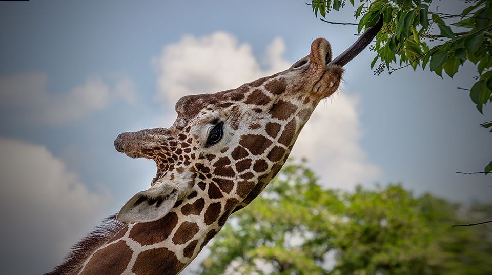 Madrid: Zoo Aquarium Madrid Ticket - Ticket Price and Value: Is It Worth $28?