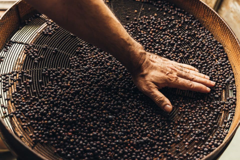 Mahón: Gin Distillery Tour with Tasting & Appetizers - Quick hits