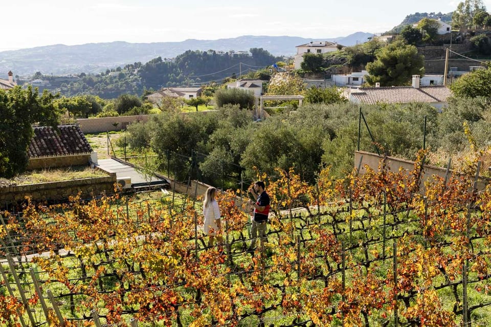 Malaga: Organic Vineyard Tour with 6 Wines, Tapas & Transfer - The Drive into Andalusian Hills: What You Gain by Leaving the City