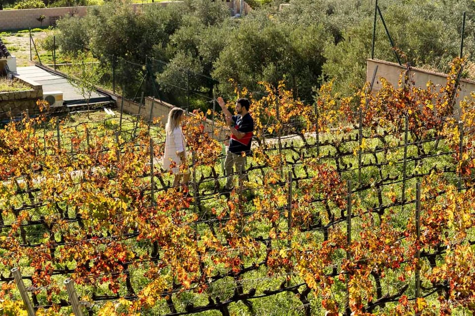 Malaga: Organic Vineyard Tour with 6 Wines, Tapas & Transfer - The Tapas Pairing: Not Just Food, But Matching