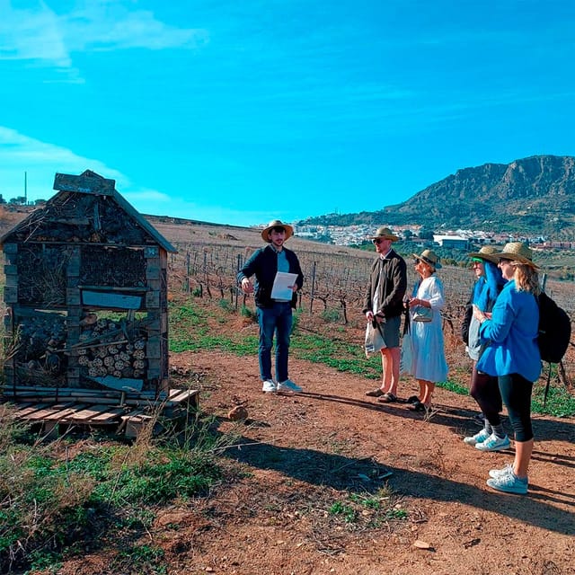 Malaga: White Village, Vineyard, and Wine Tasting Wine Tour - From Malaga to Álora: what makes this day trip work