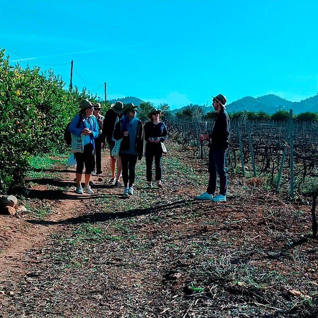 Malaga: White Village, Vineyard, and Wine Tasting Wine Tour - Pickup and van reality: convenient, but plan for a hilly walk