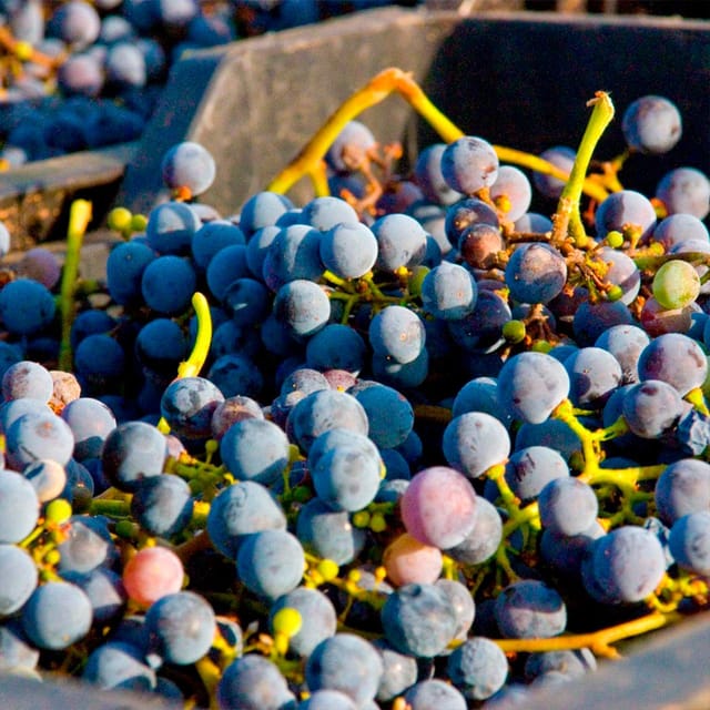 Malaga: White Village, Vineyard, and Wine Tasting Wine Tour - Bodegas Pérez Hidalgo: vineyard, wine education, and tapas lunch