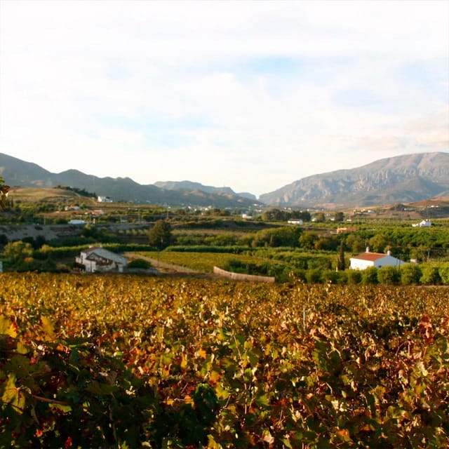 Malaga: White Village, Vineyard, and Wine Tasting Wine Tour - Price and value: why $106 feels fair for a 5-hour tour