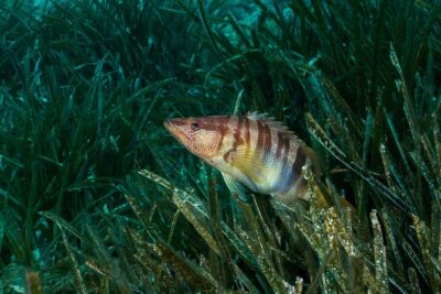 Mallorca: Discover Scuba Diving from the beach - The shallow-water practice that makes first-timers feel safe