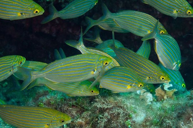 Mallorca: Discover Scuba Diving from the beach - Practical tips for going home after you try scuba