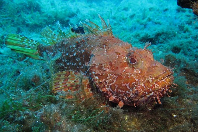 Mallorca: Discover Scuba Diving from the boat - Two underwater sessions, with a comfort-based second step