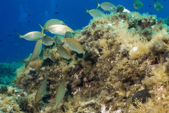 Mallorca: Discover Scuba Diving from the boat - What you need to be ready for (age, fitness, and swimming)