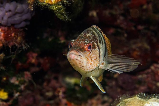 Mallorca: Discover Scuba Diving from the boat - Price and value: what $290.25 buys you