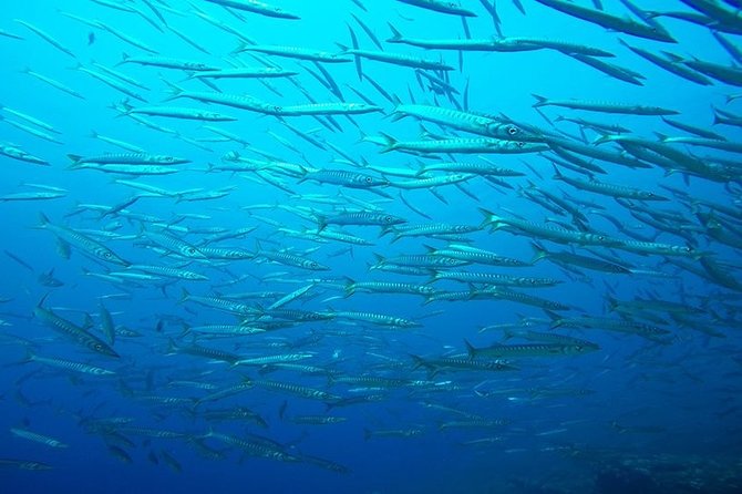 Mallorca: Discover Scuba Diving from the boat - Small group focus: why max four matters more than you think