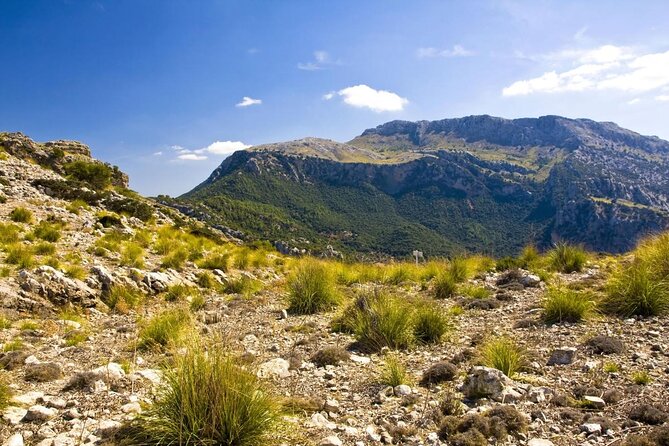 Mallorca in One Day Sightseeing Tour with Boat Ride and Vintage Train - Key highlights I’d put on your radar