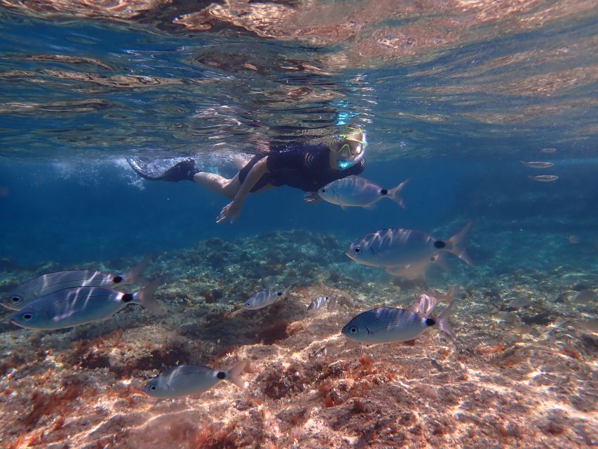 Mallorca: Snorkeling in a Beautiful Nature Reserve - Should you book this Mallorca snorkeling tour?