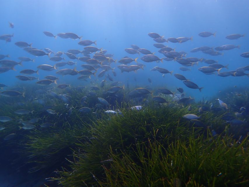 Mallorca: Snorkeling in a Beautiful Nature Reserve - What to bring and what to remember (so the day runs smoothly)