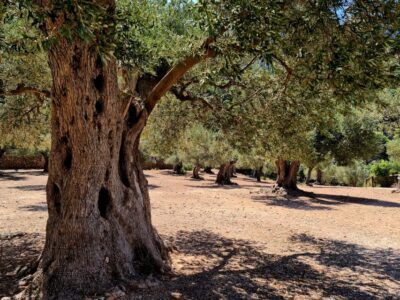 Mallorca: Tramuntana Mountains Tour with Local Guide & Lunch - The local guide + portable radios for your own-car option