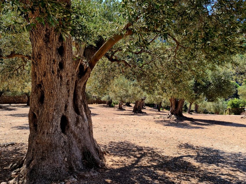 Mallorca: Tramuntana Mountains Tour with Local Guide & Lunch - The local guide + portable radios for your own-car option