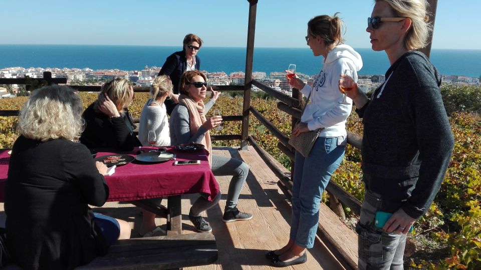 Manilva: Nilva Vineyard, Wine Tasting & Tapas Guided Tour - Civima Wine Museum: viticulture, oenology, and grape harvest