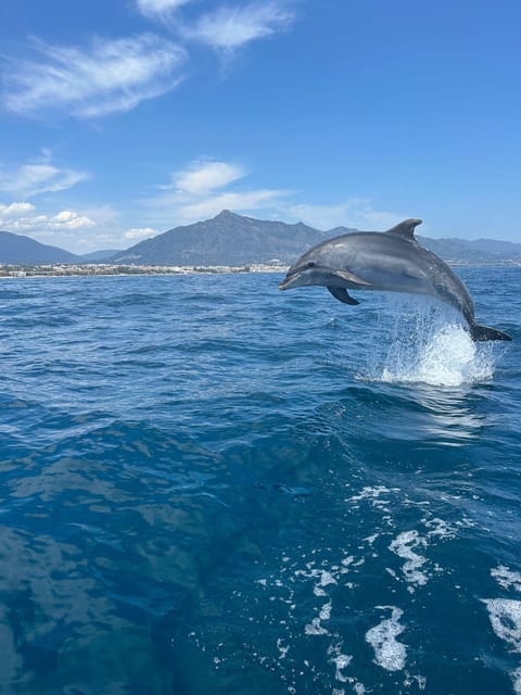 Marbella: Sailing & Dolphin Watching with Snacks and Drinks - The dolphin hunt along Marbella’s coast: how your captain searches