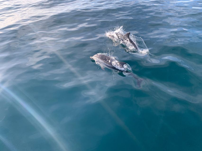Marbella: Sailing & Dolphin Watching with Snacks and Drinks - Playa Puerto Banús cruise: what happens during the 2-hour sail