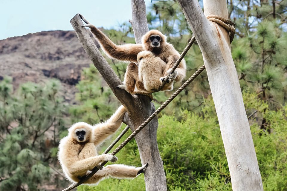 Maspalomas: Palmitos Park Ticket with Dolphin and Bird Shows - Key highlights you shouldn’t miss