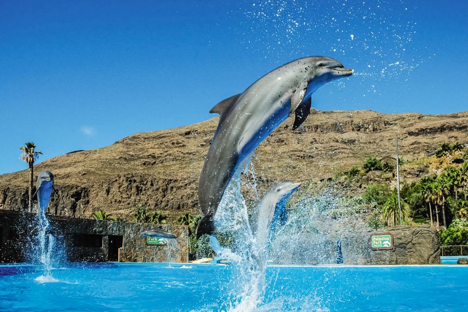 Maspalomas: Palmitos Park Ticket with Dolphin and Bird Shows - Walking plan and timing: how to survive the uphill stretches