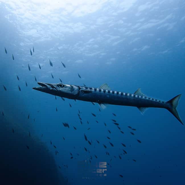 Menorca:Introducción al buceo en aguas cristalinas con fotos - FAQ