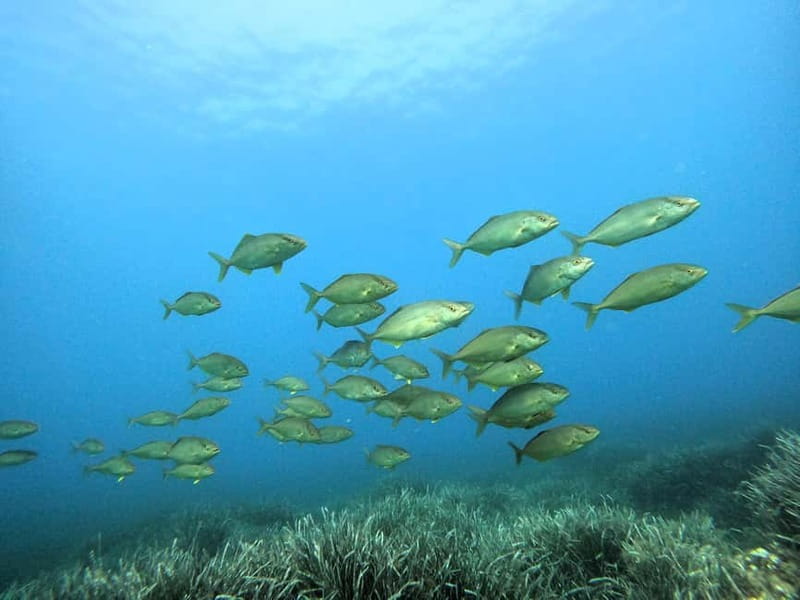 Menorca:Introducción al buceo en aguas cristalinas con fotos - Menorca’s Cala’n Bosch setting: calm water, real marine life