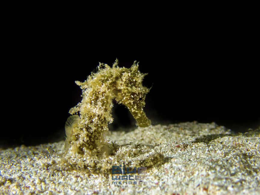Menorca:Introducción al buceo en aguas cristalinas con fotos - Who this Menorca scuba intro is best for